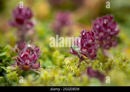 Timo artico praecox (timo praecox ssp. Arcticus), Landmannalaugar, Fjallabak, altopiani islandesi, Islanda Foto Stock