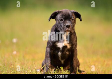 Cane corso Boxer mix cane domestico (Canis lupus familiaris), cucciolo seduto in erba, Renania-Palatinato, Germania Foto Stock