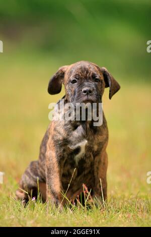 Cane corso Boxer mix cane domestico (Canis lupus familiaris), cucciolo seduto in erba, Renania-Palatinato, Germania Foto Stock