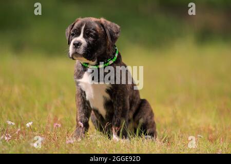 Cane corso Boxer mix cane domestico (Canis lupus familiaris), cucciolo seduto in erba, Renania-Palatinato, Germania Foto Stock