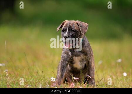 Cane corso Boxer mix cane domestico (Canis lupus familiaris), cucciolo seduto in erba, Renania-Palatinato, Germania Foto Stock