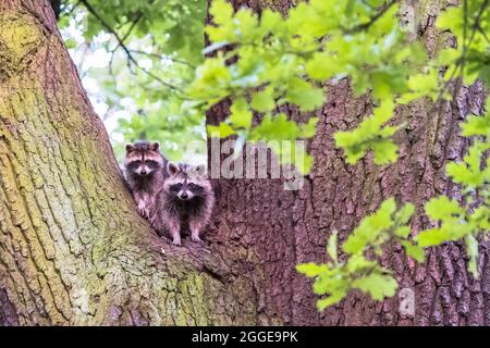 Raccoons (Procyon lotor), femmina con giovane di quercia (Quercus), Assia, Germania Foto Stock