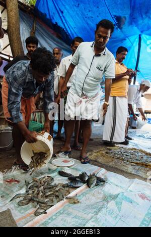 Kochi, India - 29 novembre 2015: Uomo che vende pesce fresco da reti da pesca cinesi su strada cercando di venderlo a prezzi più elevati. Asta. Visualizzazione Foto Stock