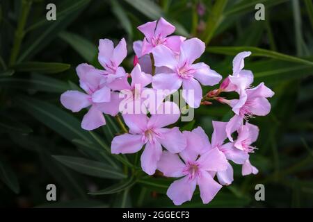 Grappolo di fiori di un oleandro di Nerium rosa chiaro Foto Stock