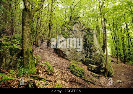 Rocce nella foresta, Bruchhauser Steine, Olsberg, Sauerland, Renania settentrionale-Vestfalia, Germania Foto Stock
