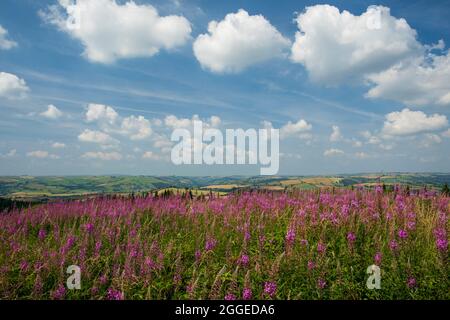 Mare di purple fireweed sui fossi di Bury sulle colline del sud dello Shropshire, Midlands occidentali, Inghilterra Foto Stock
