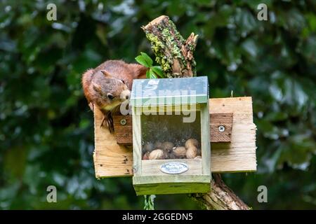 Scoiattolo rosso eurasiatico (Sciurus vulgaris), presso la stazione di alimentazione, Eifel vulcanico, Renania-Palatinato, Germania Foto Stock