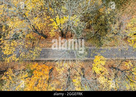 passeggiata dritta attraverso il colorato parco autunnale in giornata nuvolosa. foto con droni aerei. Foto Stock