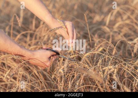 Campo di grano. Mani che tengono le orecchie di grano dorato vicino. Le spighe mature di grano sono tagliate fuori. Paesaggio rurale sotto la luce del sole splendente. Sfondo di maturazione Foto Stock