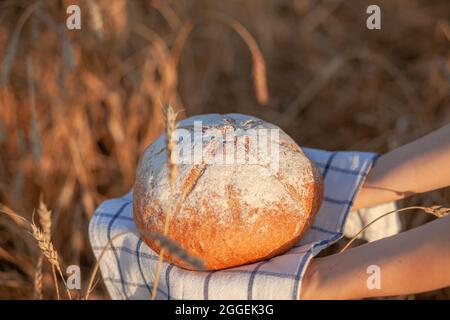 Una pagnotta di pane appena sfornata in un campo di grano o segale. Una donna tiene una pagnotta di segale, pane fresco sullo sfondo delle orecchie di grano. Segale a grani interi Foto Stock