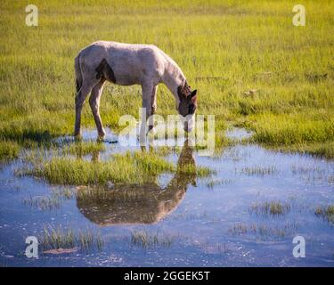 Pony selvaggio a Chincoteague, Virginia Foto Stock