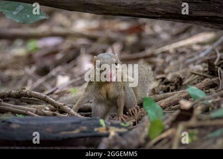 Treshrew nord nel sempreverde sul ramo Foto Stock