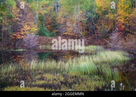 Laghetto forestale nella foresta nazionale di Hiawatha nel Michigan Foto Stock