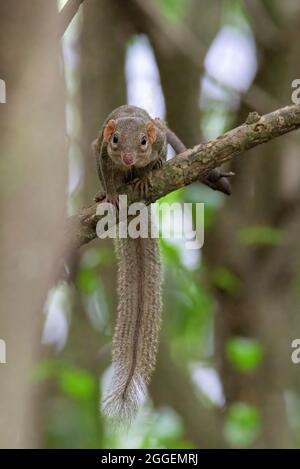 Treshrew nord nel sempreverde sul ramo Foto Stock