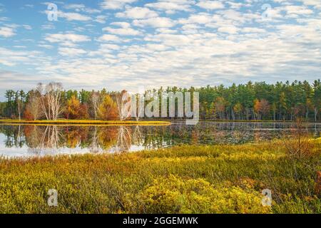 Alberi di betulla lungo la riva del Big Twin Lake vicino a Munising, MI Foto Stock