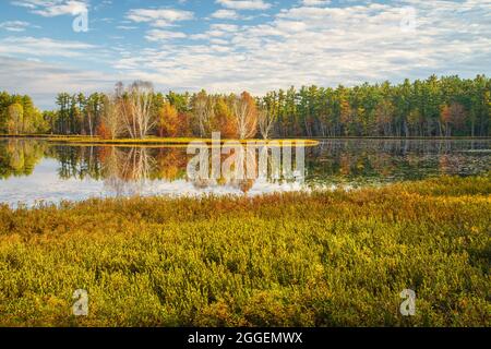 Alberi di betulla lungo la riva del Big Twin Lake vicino a Munising, MI Foto Stock