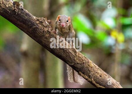 Treshrew nord nel sempreverde sul ramo Foto Stock