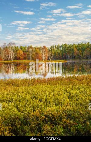 Alberi di betulla lungo la riva del Big Twin Lake vicino a Munising, MI Foto Stock