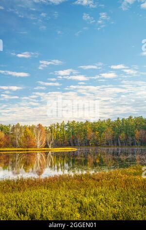 Alberi di betulla lungo la riva del Big Twin Lake vicino a Munising, MI Foto Stock