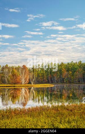 Alberi di betulla lungo la riva del Big Twin Lake vicino a Munising, MI Foto Stock