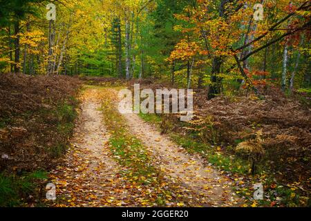 Strada sterrata attraverso la foresta autunnale in Hiawatha National Forest nel Michigan Foto Stock