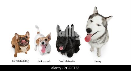 Quattro popolari cani purebred seduti e guardando in su isolato su sfondo bianco studio. Insieme di animali grandi e piccoli con segni di nomi di razza Foto Stock