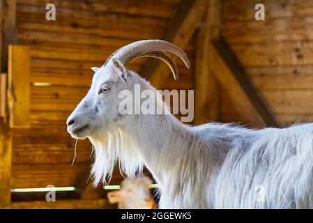 Capra bianca nel fienile. Capre domestiche nella fattoria. Carino una capra di lana di angora. Foto Stock