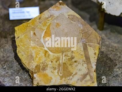 Mostra di fossili di foglie di piante (Plafkeria oblefolia) di età Eocene al Monumento Nazionale dei Basi fossili del John Day. Kimberly, Oregon, Stati Uniti. Foto Stock