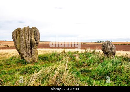 Due pietre preistoriche di cinque su un cavolo erboso, parte del monumento cerchio di pietra di Duddo, che mostrano profondi solchi dovuti agli agenti atmosferici Foto Stock