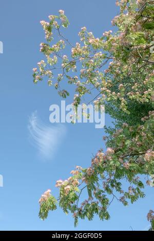 Mimosa albero o Bizia julibrissin in fiore Foto Stock