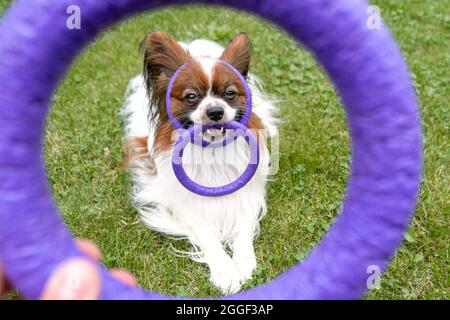 Un papillon felice cane purebred giocare con anello giocattolo sulla testa e in teth sul cortile. Foto Stock