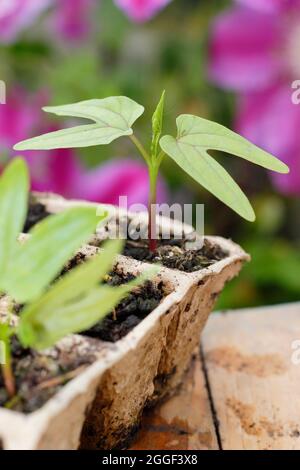 Piantine di Ipomoea tricolore 'Heavenly Blue' gloria mattina annuale impianto di arrampicata in moduli base biodegradabili. REGNO UNITO Foto Stock