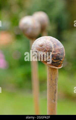 Toppers di canna. Gusci vuoti di lumaca Top canne da giardino per aiutare a prevenire lesioni da estremità di canna affilata e facilitare il drappeggio di rete su raccolti Foto Stock