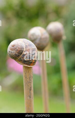 Topper di canna. Gusci di lumaca vuoti Top Garden canne in un orto per aiutare a prevenire lesioni da estremità di canna affilata. REGNO UNITO Foto Stock