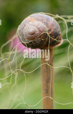 Topper di canna. Gusci vuoti di lumaca Top canne da giardino per aiutare a prevenire lesioni da estremità di canna affilata e facilitare il drappeggio di rete su raccolti. REGNO UNITO Foto Stock