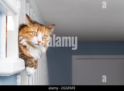 Gatto parziale appeso all'esterno della ringhiera mentre si guarda dietro l'angolo. Gattino curioso con zampe e testa attraverso la ringhiera e le orecchie girate indietro. St Foto Stock