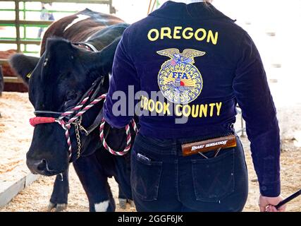 Un futuro membro del Farmner of America si grooms il suo vitello per lo showring ad una fiera di paese nell'Oregon centrale. Foto Stock