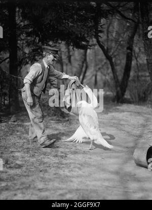 Immagine storica di un uomo con un cigno, probabilmente gli Stati Uniti, forse in uno zoo, scattata intorno al 1920 Foto Stock