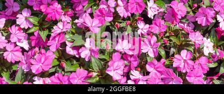 Impatiens Walleriana, rosa affollata lizzie fioritura pianta. Foto Stock