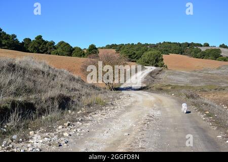 sentiero che corre tra prati senza erba con pini e un cane bianco Foto Stock