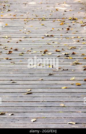vecchie tavole grigie di pavimenti in legno ricoperte di foglie d'autunno gialle secche cadute Foto Stock