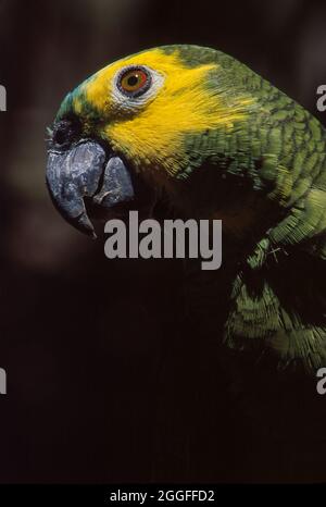 amazzonia frontata turchese ( Amazona estiva ), in portoghese ( Papagaio verdadeiro ), specie sudamericane di pappagallo amazzonico. Foto Stock