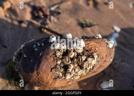 Baia Barnacle (Amphibalanus improvvissus) su un pezzo di legno su una spiaggia sabbiosa di Baltis Foto Stock