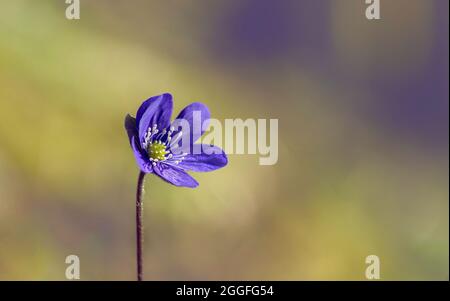 Fiore in fiore di Anemone hepatica (SYN. Hepatica nobilis) Foto Stock
