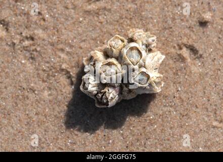 Baia Barnacle (Amphibalanus improvvissus) colonia di animali sulla spiaggia sabbiosa del mare in sole giorno d'estate Foto Stock