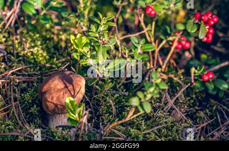 Piccolo fungo Porcini (Boletus Edulis) si nasconde tra il muschio verde, aghi di pino e cespugli di mirtilli nella foresta al sole di agosto. Foto Stock