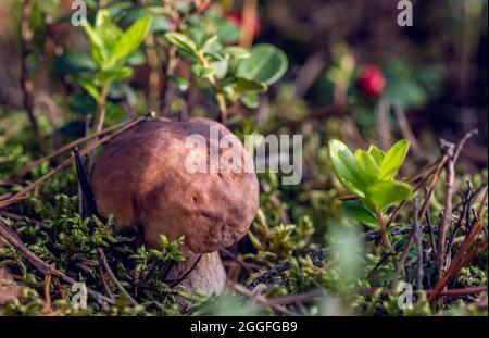 Piccolo fungo Porcini (Boletus Edulis) si nasconde tra il muschio verde, aghi di pino e cespugli di mirtilli nella foresta al sole di agosto. Foto Stock