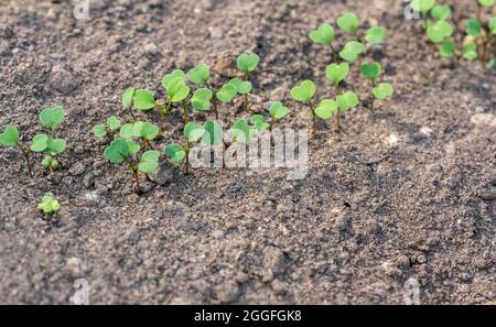 Piantine fresche di rucola che crescono in fila nell'orto Foto Stock