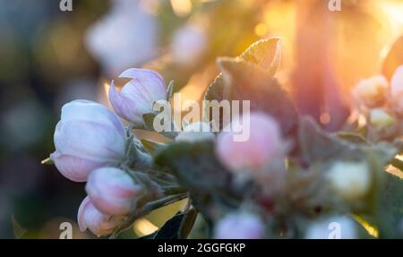 Ramo di albero di mele con boccioli di fiori aperti durante il tramonto a maggio sera Foto Stock