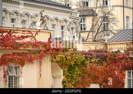 Vecchi edifici ricoperti di foglie colorate super super ridotte a Vienna Foto Stock